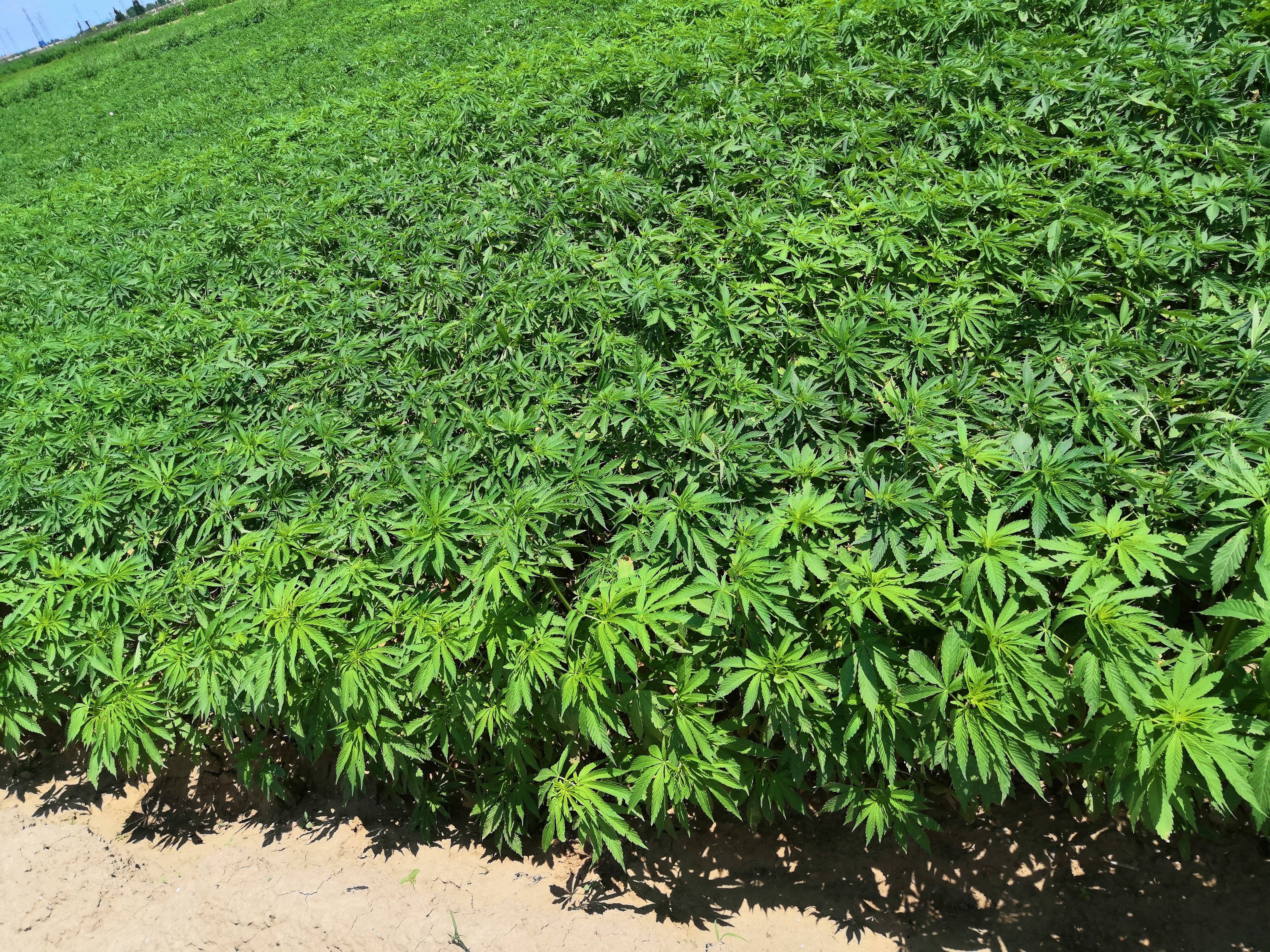 Hemp Australia hemp field cultivation