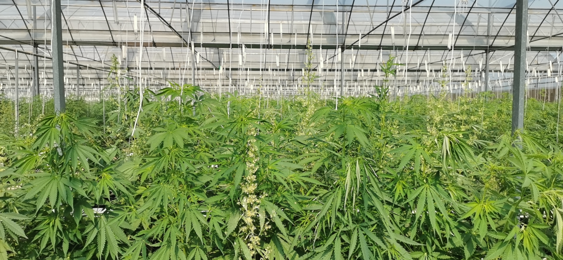 Australia & Global Scale hemp cultivation