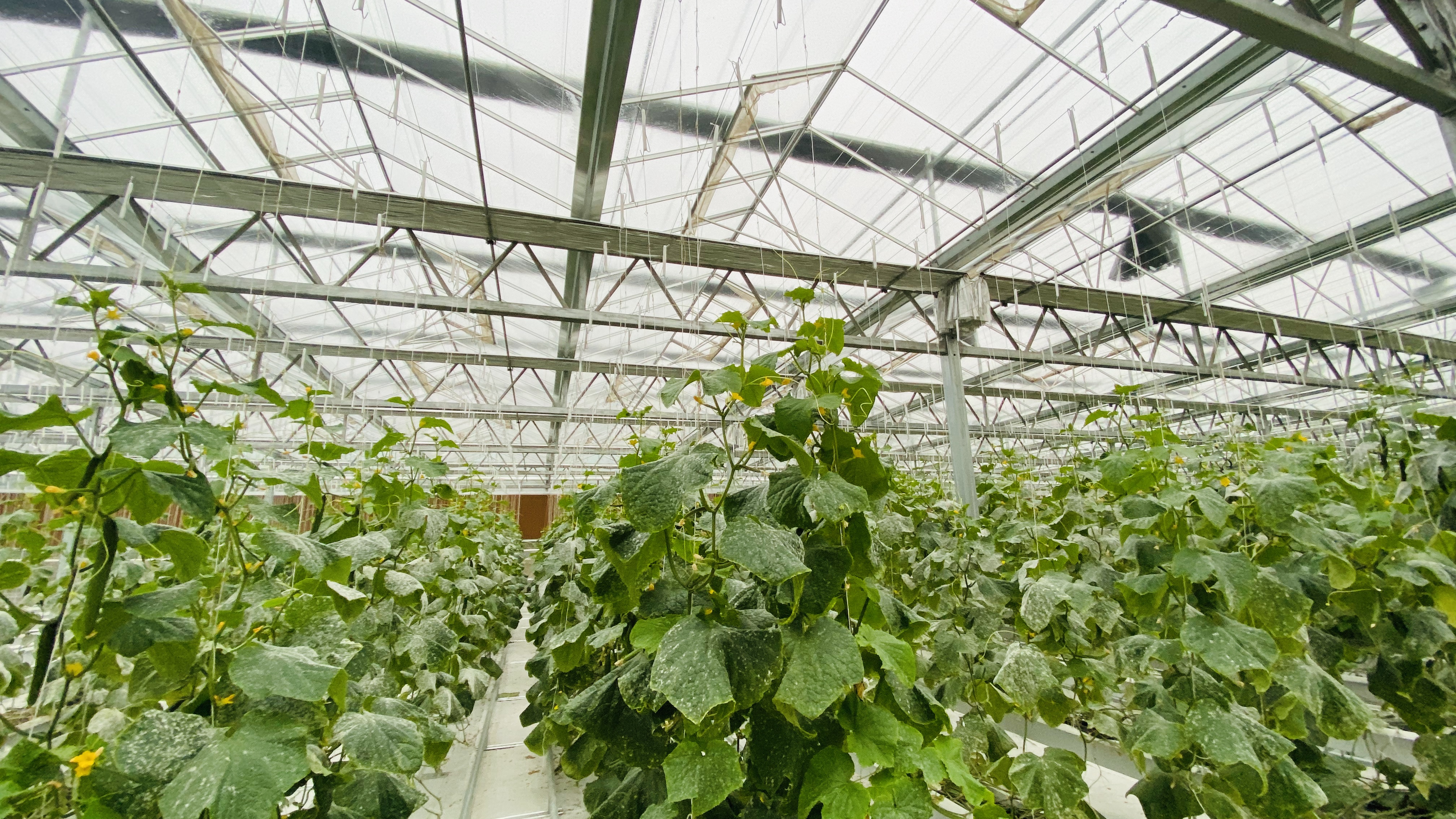 Hemp Australia greenhouse cultivation